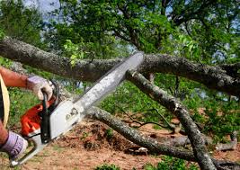 Tree and Shrub Care in Park Ridge, IL