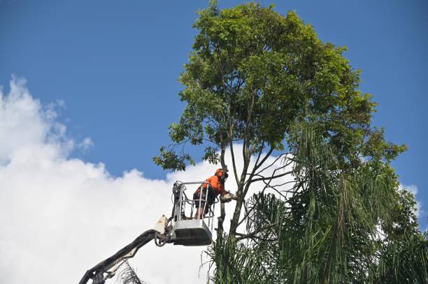 Best Tree Mulching  in Park Ridge, IL