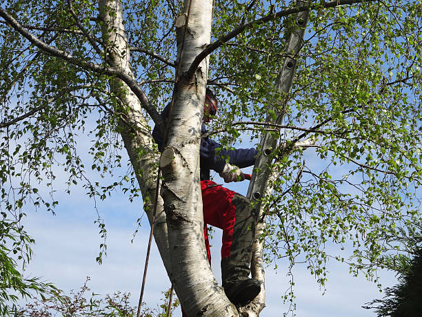 Best Root Management and Removal  in Park Ridge, IL