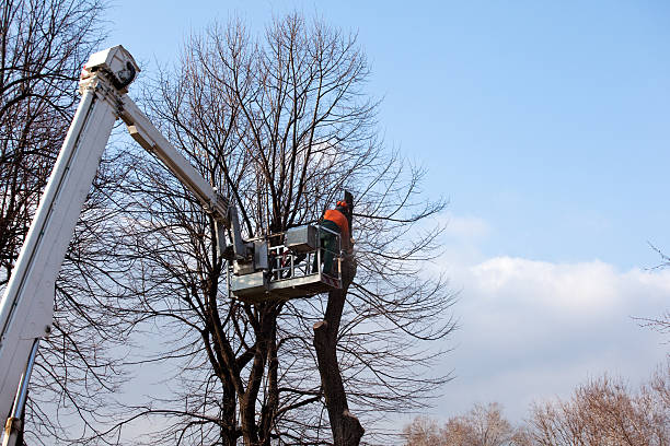 How Our Tree Care Process Works  in  Park Ridge, IL